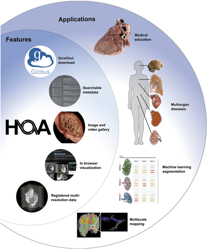 Graphic overview of the HOA